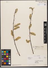 Foto von Salix wallichiana Andersson